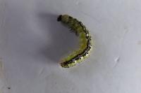 Cydalima perspectalis