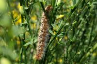 Lasiocampa quercus