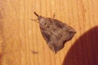 Hypena rostralis