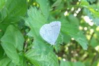 Celastrina argiolus