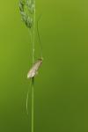 Nematopogon adansoniella