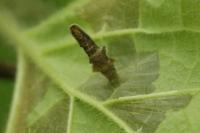 Coleophora ochripennella