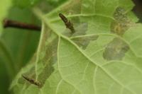 Coleophora ochripennella