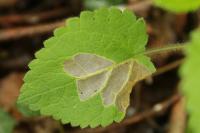 Coleophora ochripennella