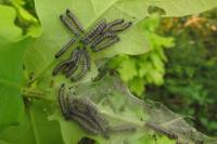Orthosia miniosa