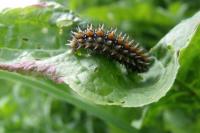 Melitaea didyma