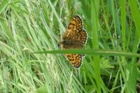 Melitaea cinxia