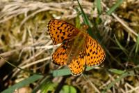 Boloria euphrosyne