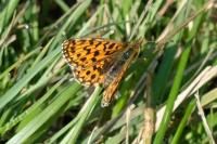 Boloria dia