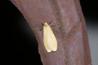 Wittia sororcula