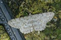 Hypomecis punctinalis