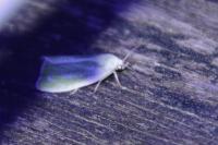 Earias clorana