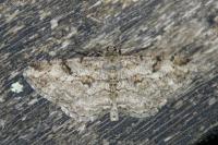 Peribatodes rhomboidaria