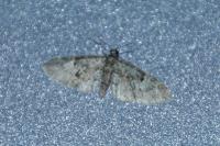 Eupithecia dodoneata