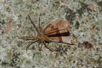 Selenia lunularia