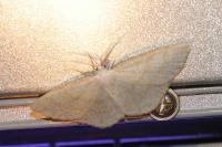 Cabera exanthemata