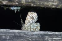 Chiasmia clathrata