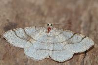 Adactylotis contaminaria