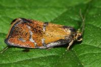 Ptycholoma lecheana