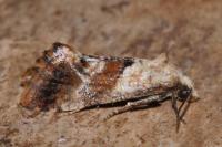 Cochylis epilinana