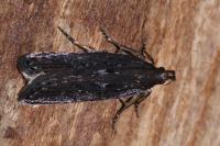 Neofaculta ericetella
