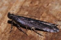 Neofaculta ericetella