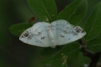 Lomographa temerata