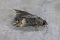 Borkhausenia minutella
