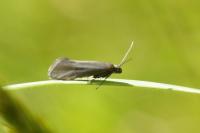 Glyphipterix fuscoviridella