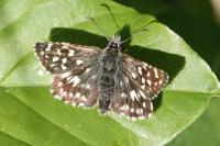 Pyrgus malvae