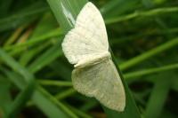 Scopula floslactata