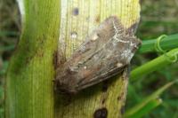 Lacanobia oleracea