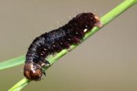 Eupsilia transversa