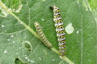 Cucullia verbasci