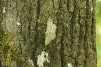 Hypomecis punctinalis