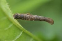 Coleophora wockeella