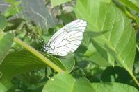 Aporia crataegi
