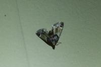 Pyralis farinalis