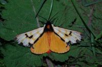 Arctia villica