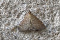 Anania fuscalis