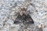 Abrostola asclepiadis
