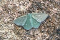 Chlorissa viridata