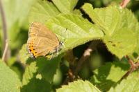 Satyrium pruni