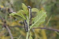 Aglaope infausta