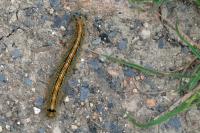 Malacosoma neustria