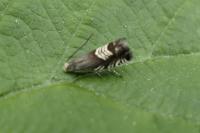 Grapholita compositella