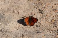 Melitaea didyma
