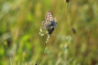 Lycaena tityrus