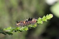 Orgyia antiqua
