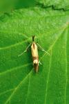 Alabonia geoffrella